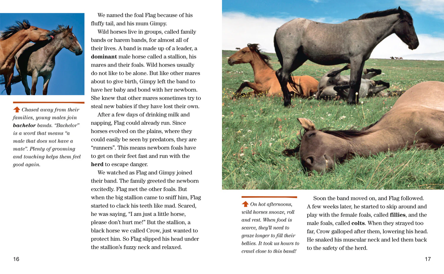 National Geographic Readers - Face to Face with Wild Horses: Level 6 - Image 3