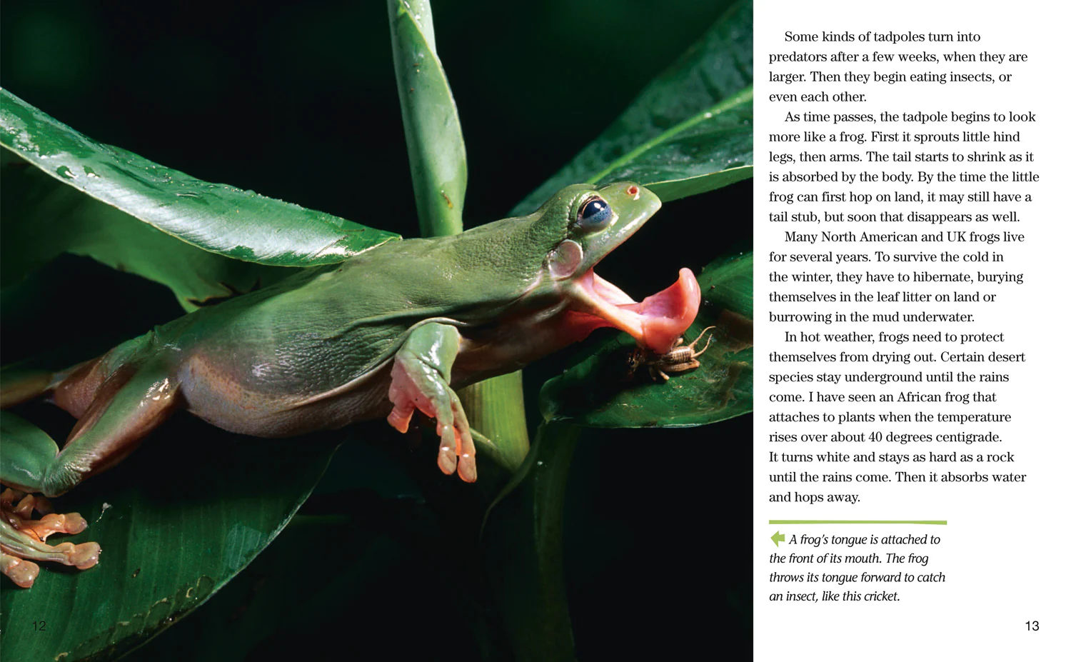 National Geographic Readers - Face to Face with Frogs: Level 5 - Image 3