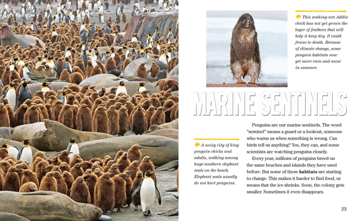 National Geographic Readers - Face to Face with Penguins: Level 6 - Image 4