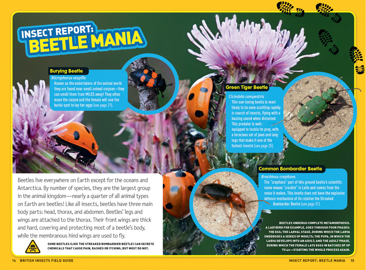 National Geographic Kids - Ultimate Explorer Field Guides British Insects: Find Adventure! Have Fun Outdoors! Be a Bug Detective! - Image 2