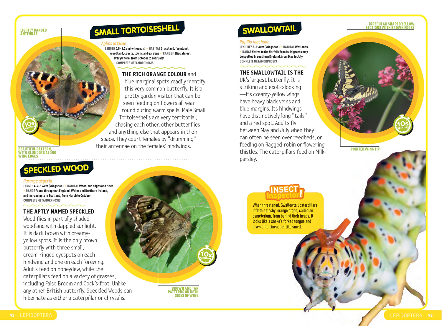 National Geographic Kids - Ultimate Explorer Field Guides British Insects: Find Adventure! Have Fun Outdoors! Be a Bug Detective! - Image 6