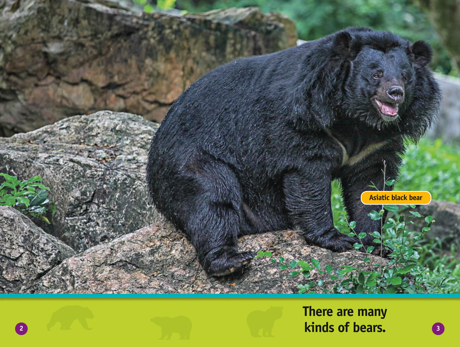 National Geographic Readers - All About Bears: Level 1 - Image 2