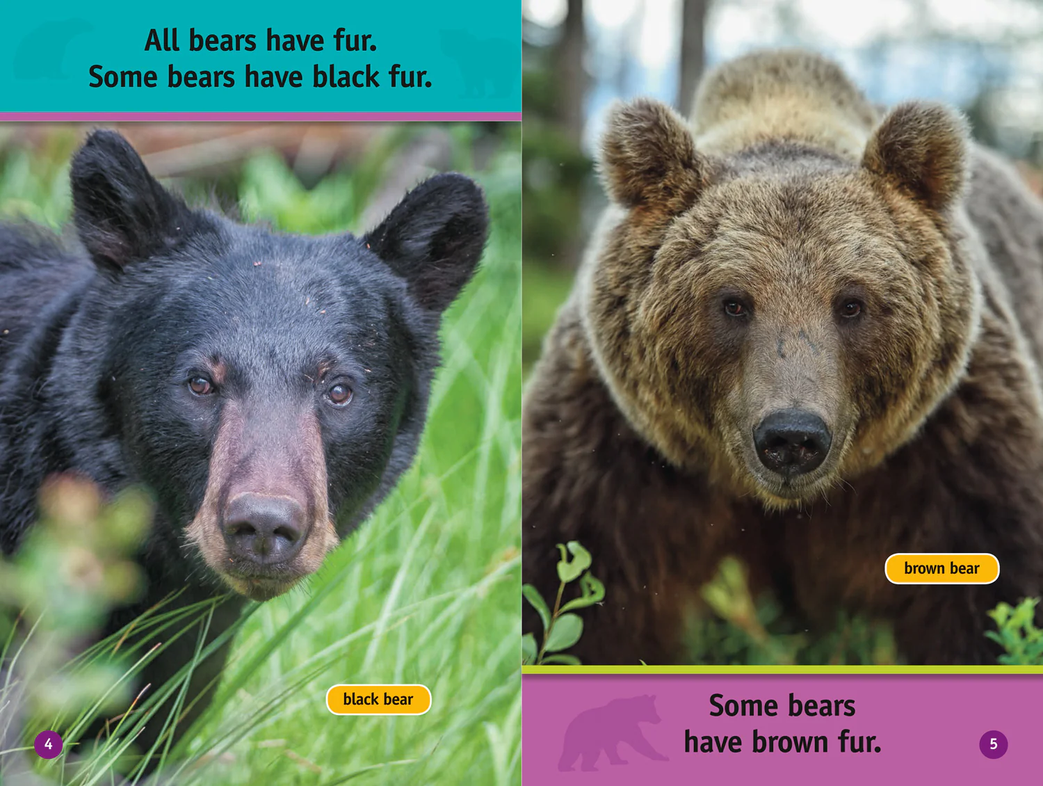 National Geographic Readers - All About Bears: Level 1 - Image 3