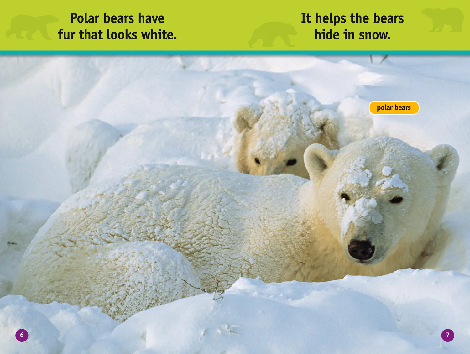 National Geographic Readers - All About Bears: Level 1 - Image 4