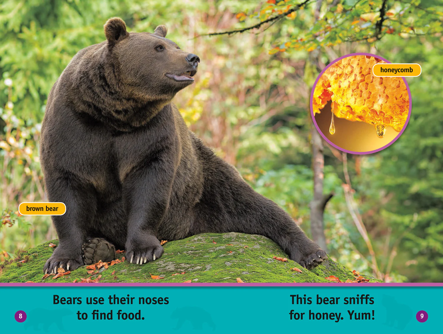 National Geographic Readers - All About Bears: Level 1 - Image 5