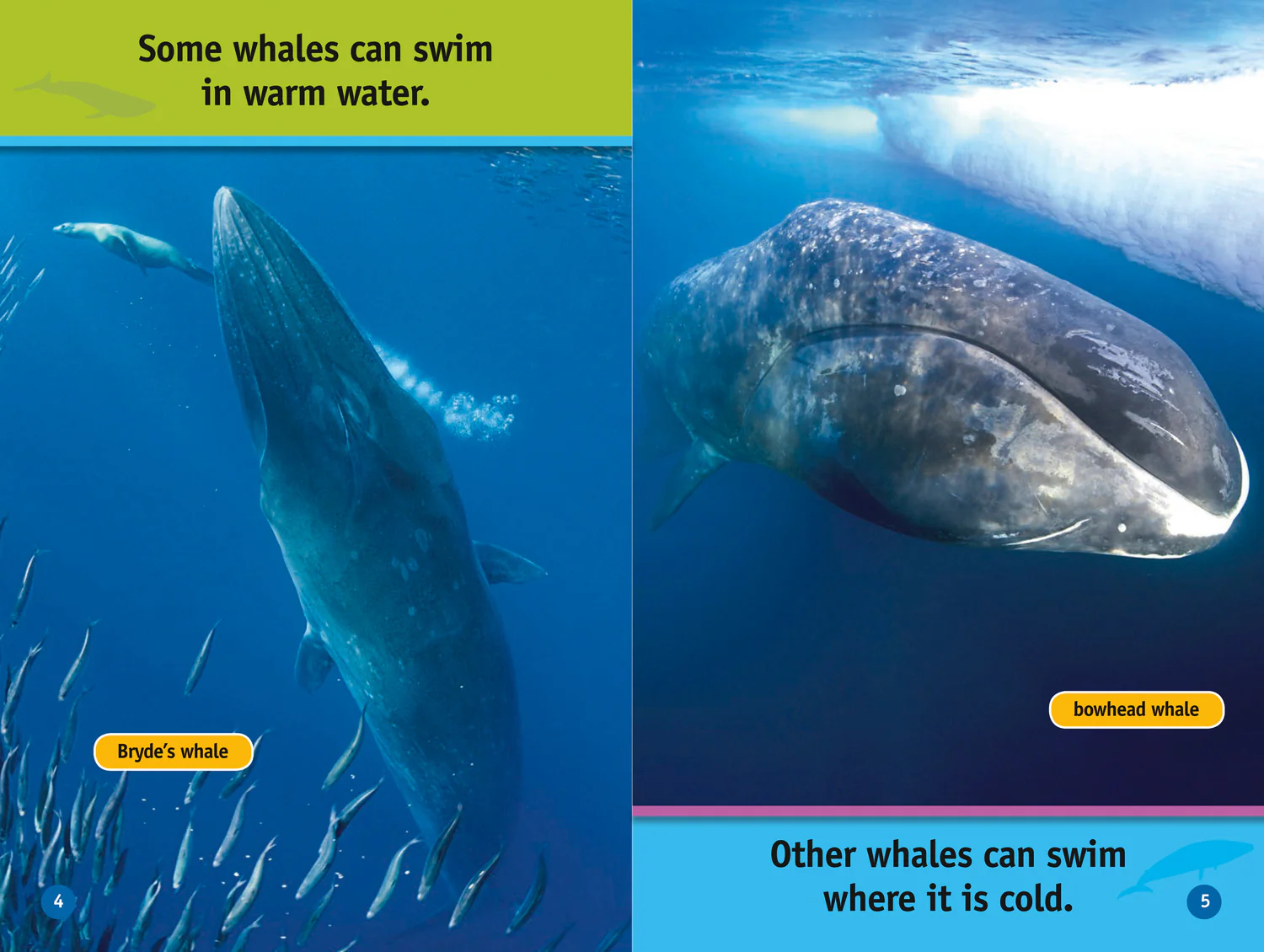 National Geographic Readers - Whales: Level 1 - Image 3