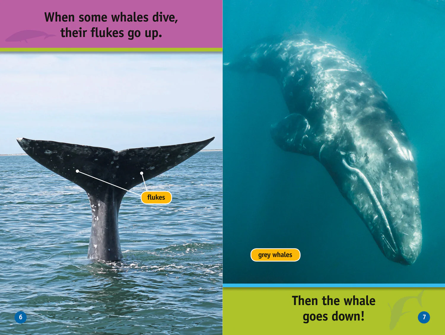 National Geographic Readers - Whales: Level 1 - Image 4