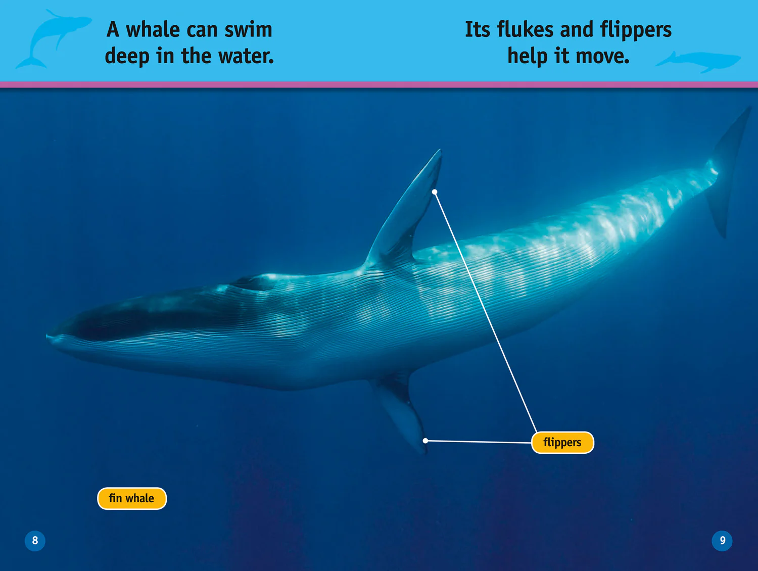 National Geographic Readers - Whales: Level 1 - Image 5