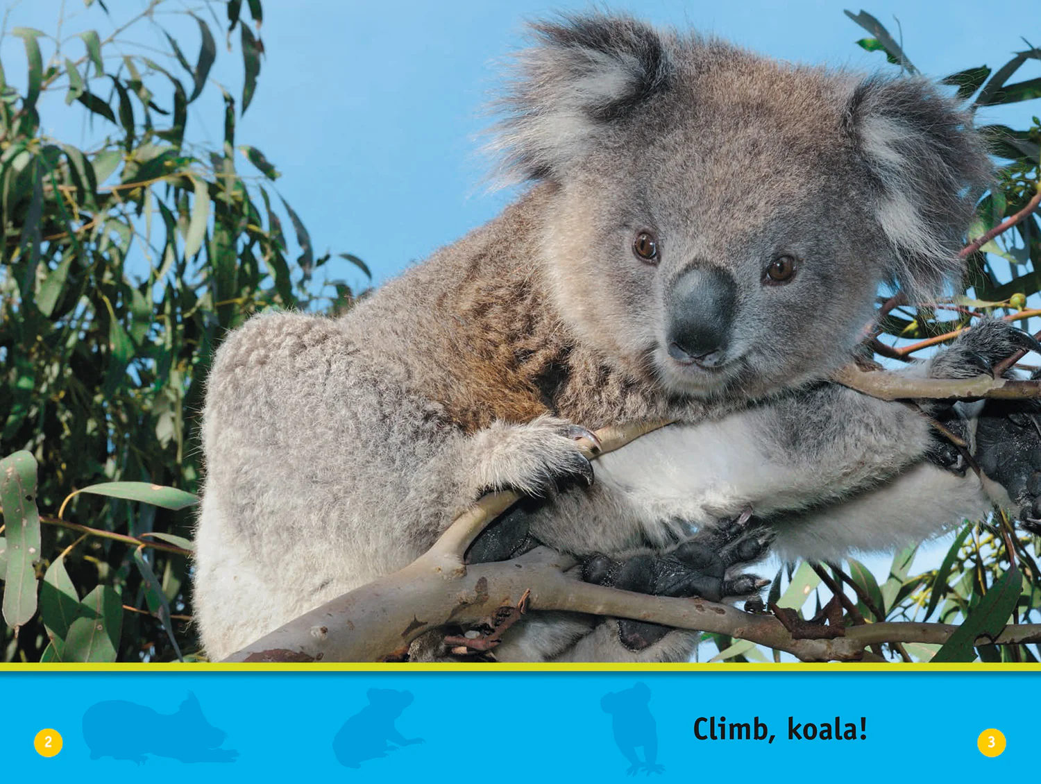 National Geographic Readers - Climb, Koala!: Level 1 - Image 2