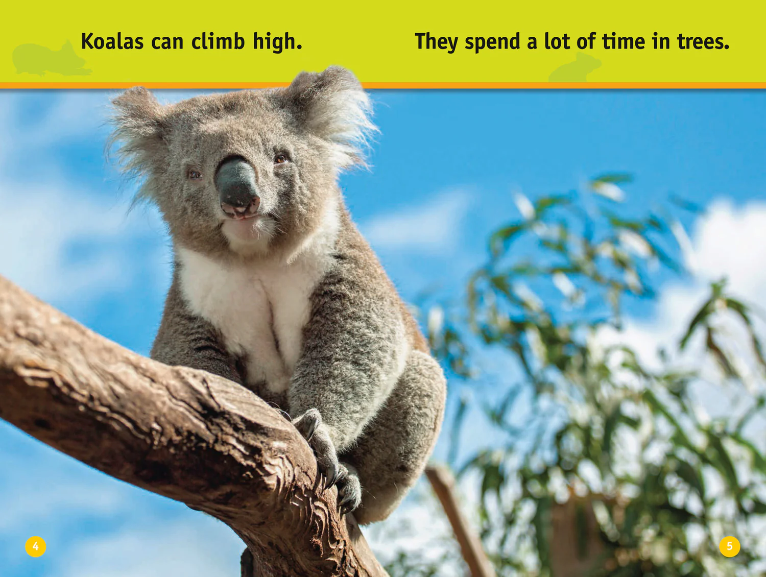 National Geographic Readers - Climb, Koala!: Level 1 - Image 3