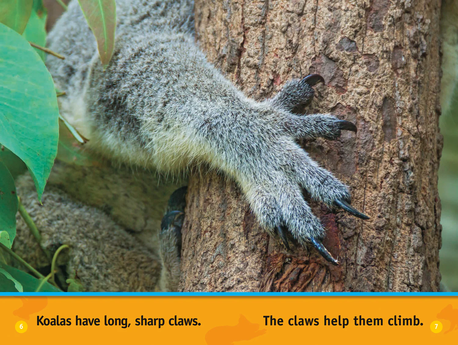 National Geographic Readers - Climb, Koala!: Level 1 - Image 4