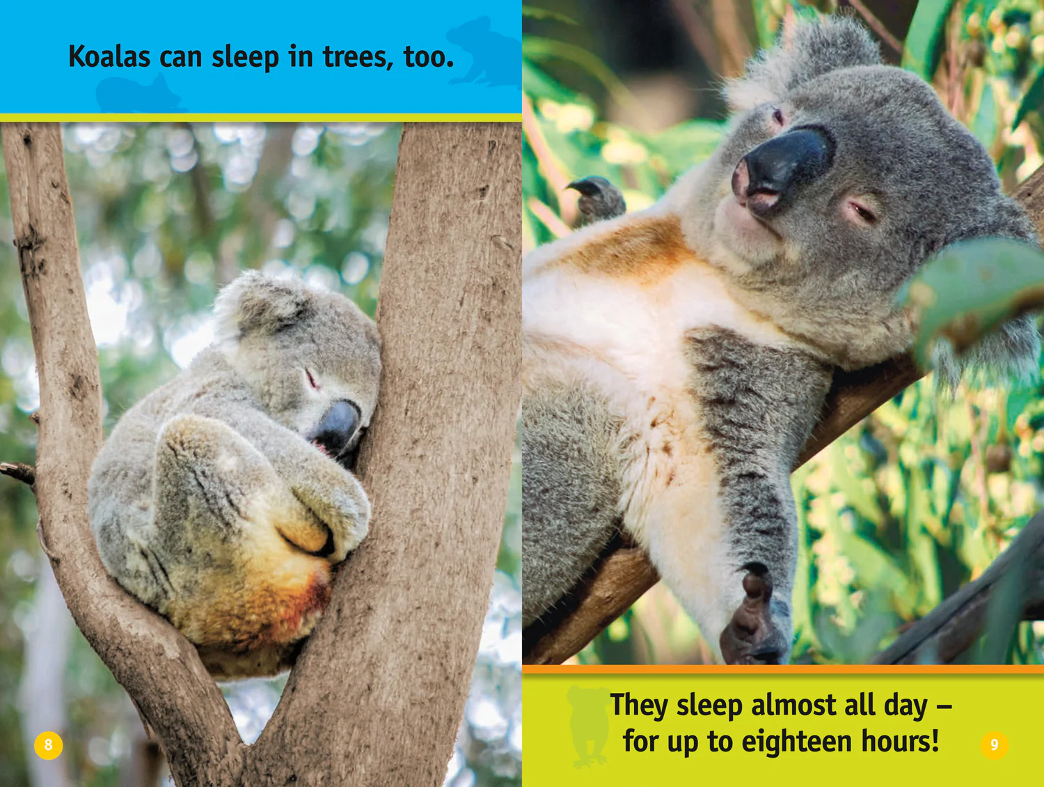 National Geographic Readers - Climb, Koala!: Level 1 - Image 5
