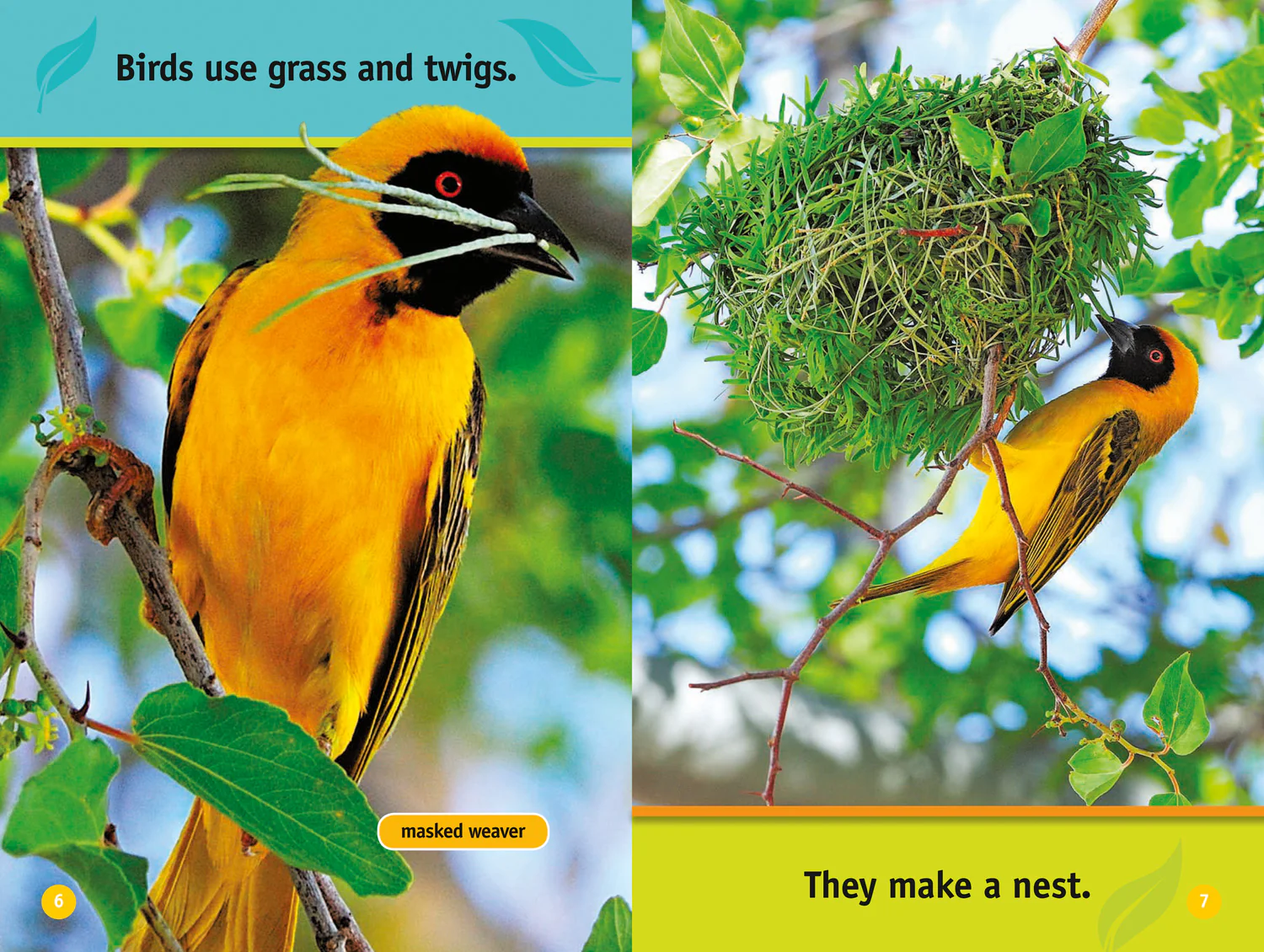 National Geographic Readers - Animal Homes: Level 1 - Image 4