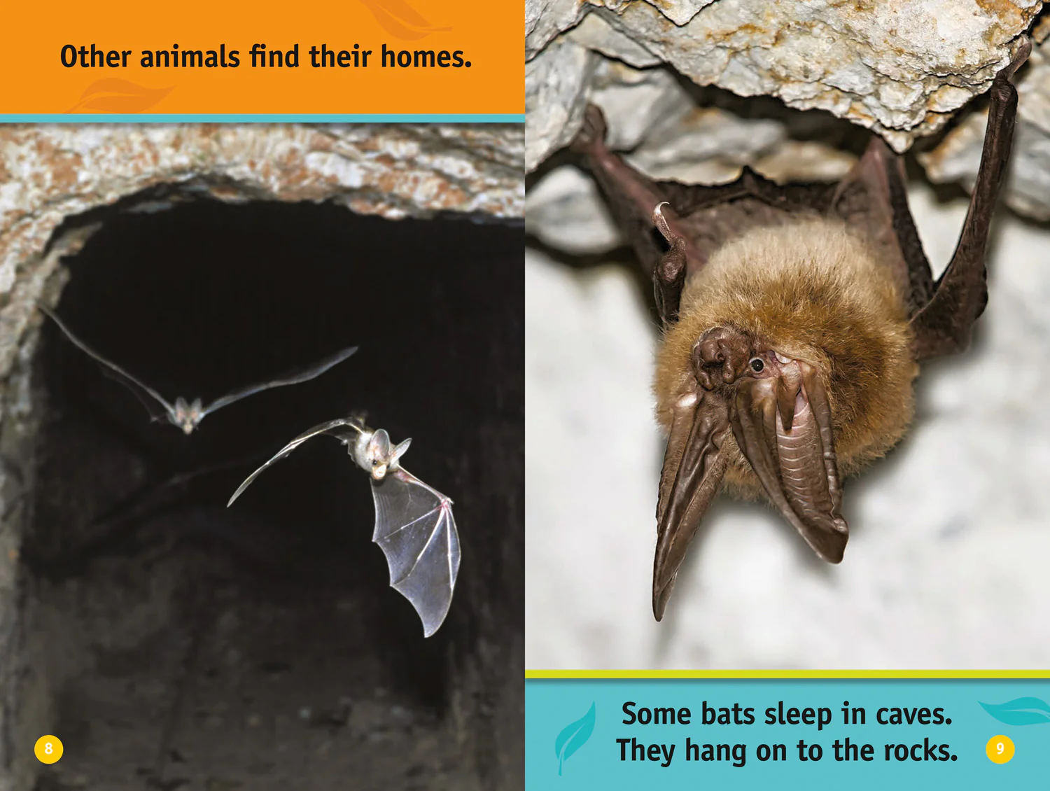 National Geographic Readers - Animal Homes: Level 1 - Image 5