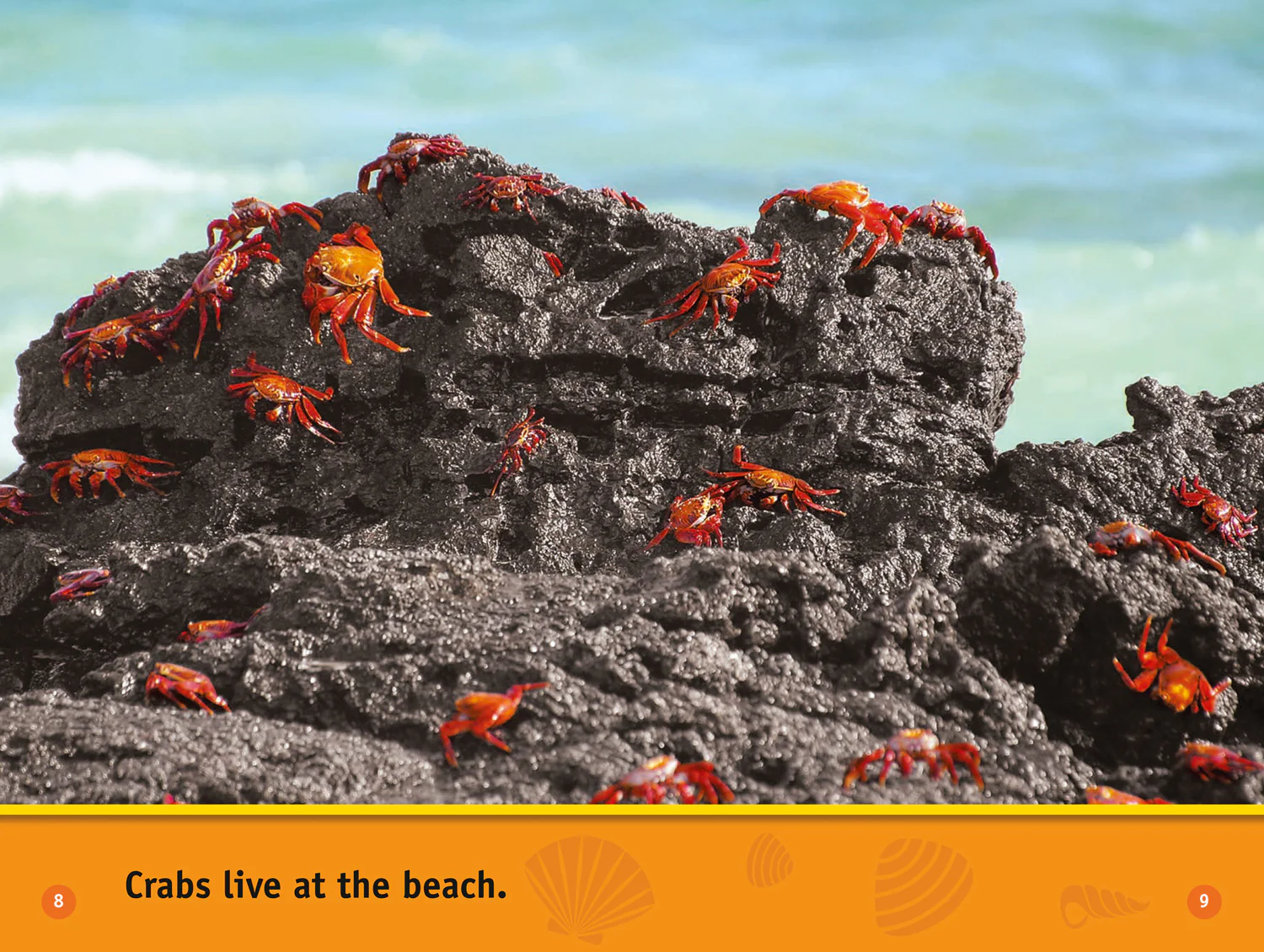 National Geographic Readers - At the Beach: Level 1 - Image 5