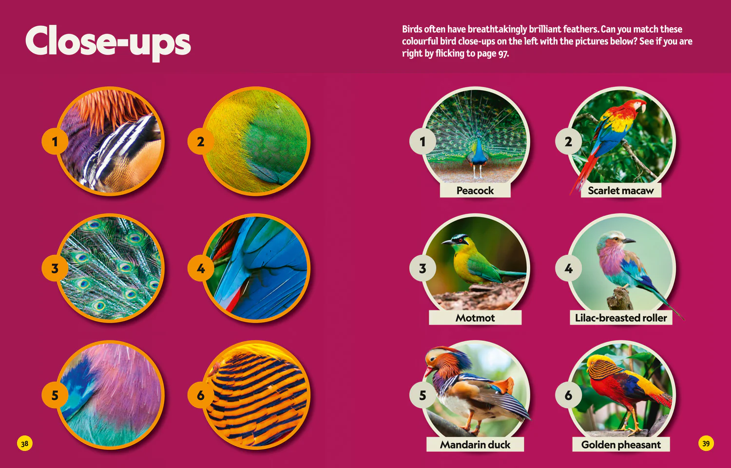 National Geographic Kids - Puzzle Book Coolest Animals: Brain-tickling quizzes, sudokus, crosswords and wordsearches - Image 5