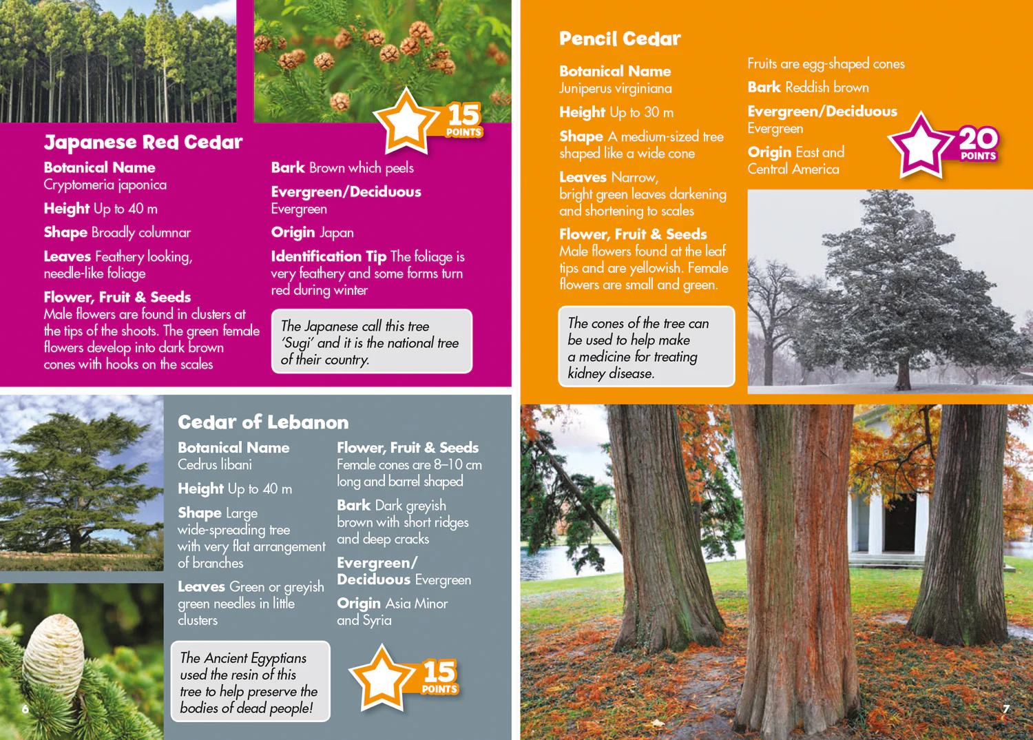 Collins Michelin i-SPY Guides - i-SPY Trees: Spy it! Score it! - Image 2
