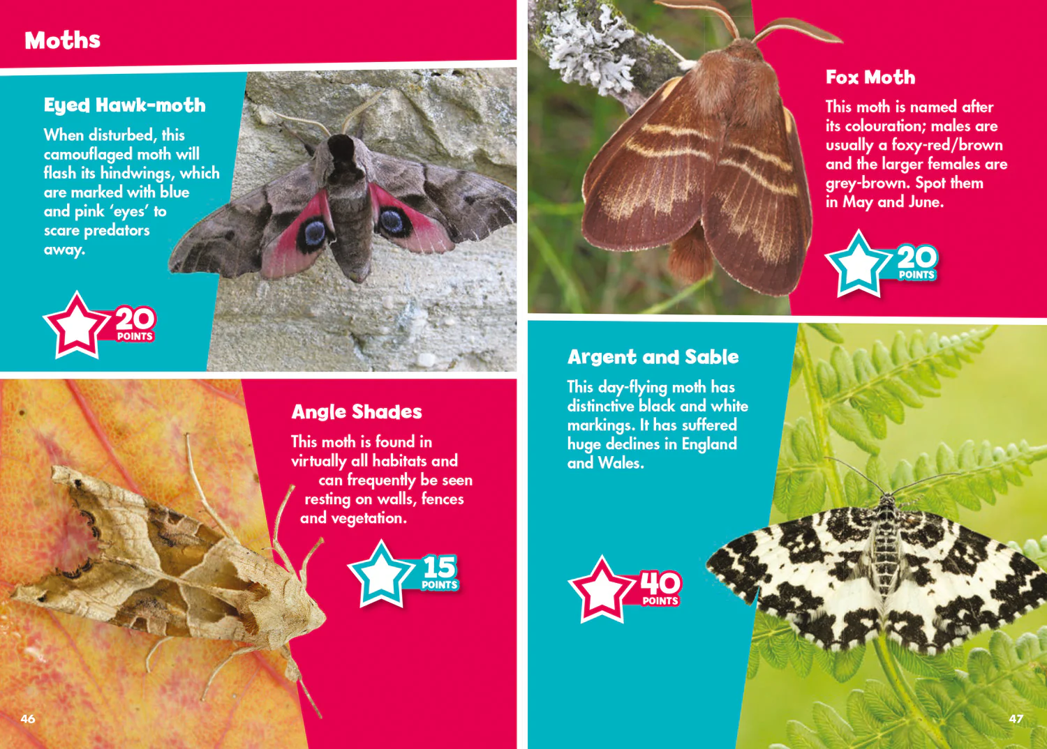 Collins Michelin i-SPY Guides - i-SPY Butterflies and Moths: Spy it! Score it! - Image 3