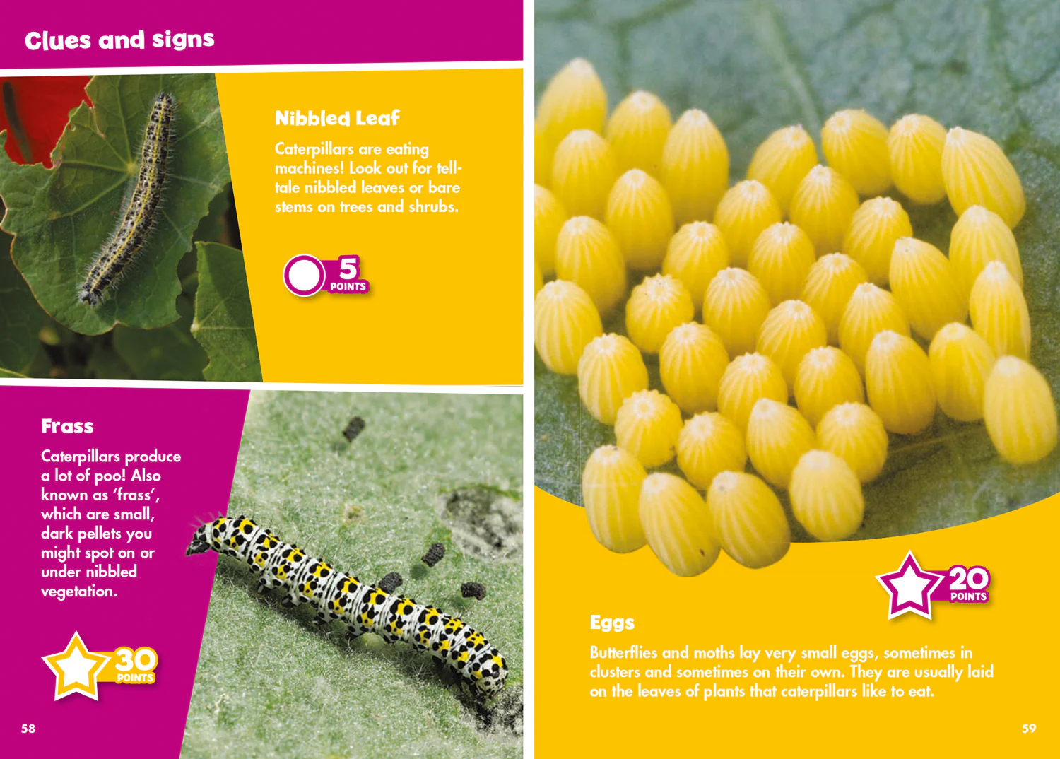 Collins Michelin i-SPY Guides - i-SPY Butterflies and Moths: Spy it! Score it! - Image 4