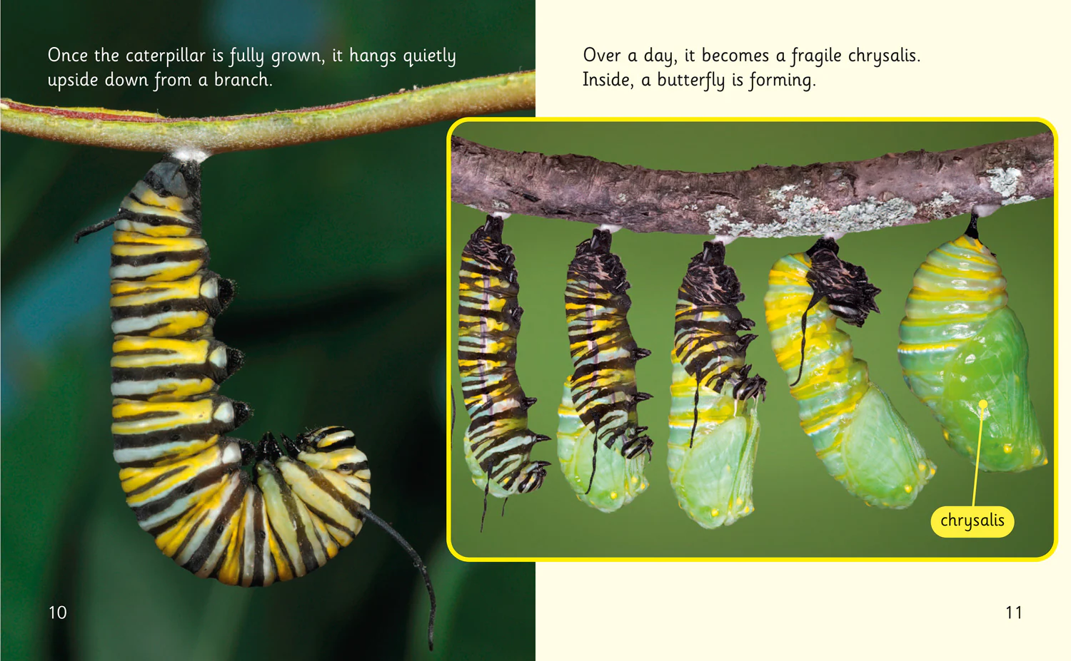 Collins Big Cat Phonics for Letters and Sounds - The Incredible Lives of Monarch Butterflies: Band 06/Orange - Image 2