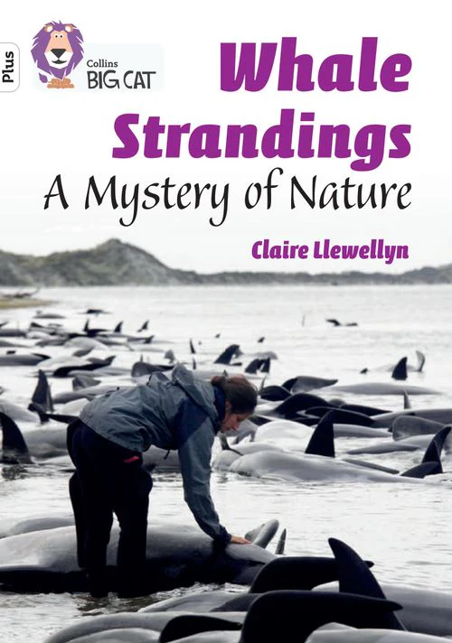 Collins Big Cat - Whale Strandings: A Mystery of Nature: Band 10+/White Plus
