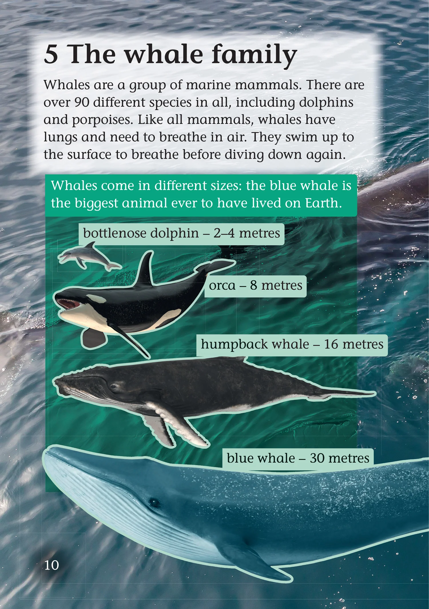 Collins Big Cat - Whale Strandings: A Mystery of Nature: Band 10+/White Plus - Image 3