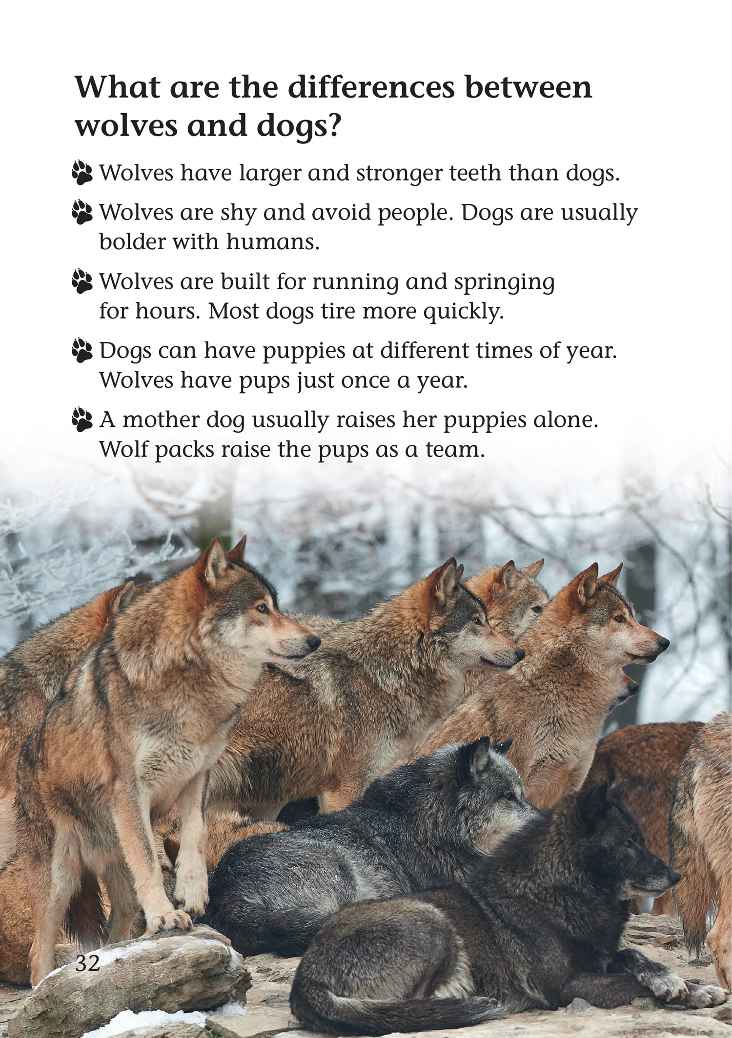 Collins Big Cat - Wolf in your kitchen: Band 10+/White Plus - Image 6