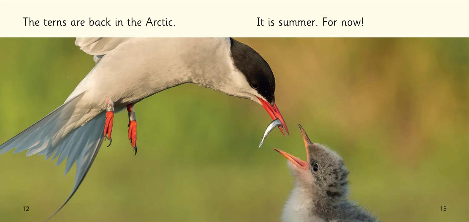 Big Cat Phonics for Little Wandle Letters and Sounds Revised - Terrific Arctic Terns: Phase 3 Set 2 - Image 2