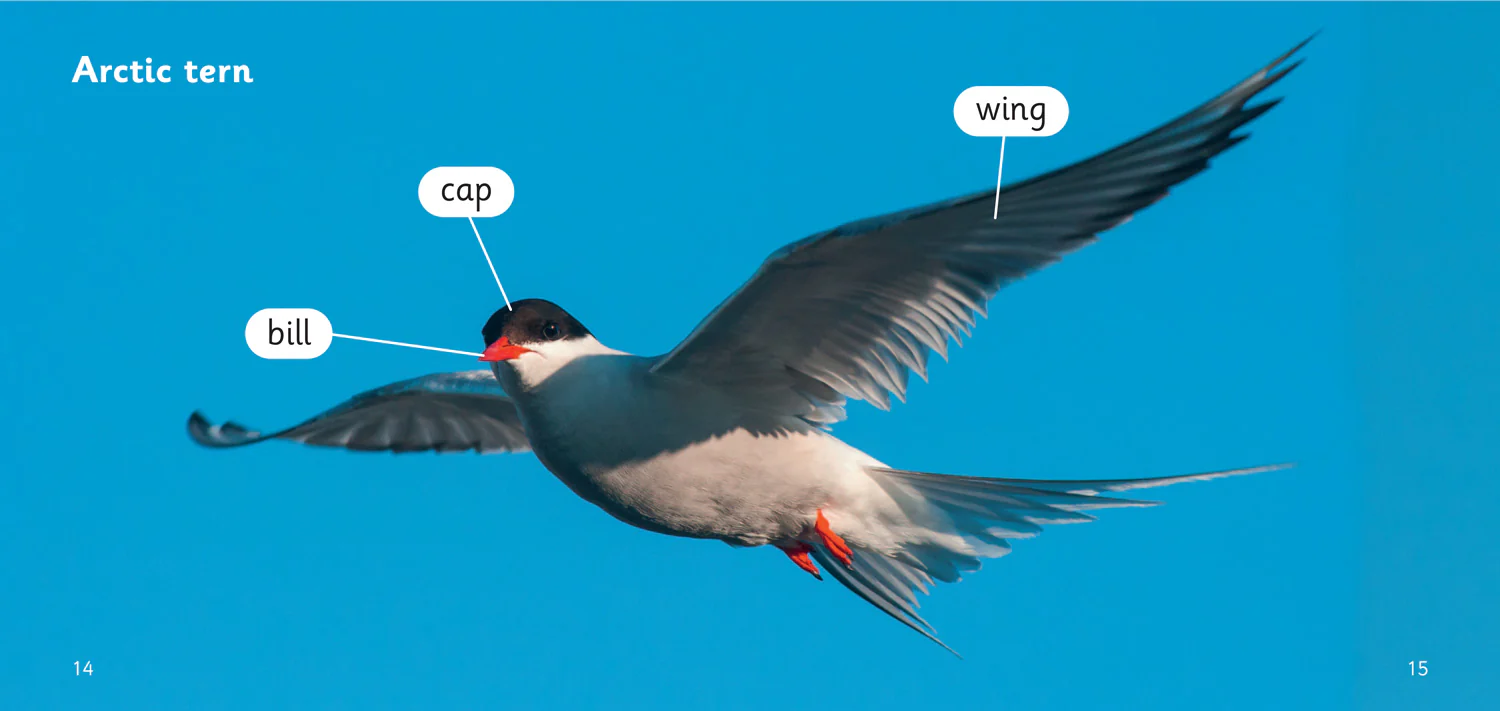 Big Cat Phonics for Little Wandle Letters and Sounds Revised - Terrific Arctic Terns: Phase 3 Set 2 - Image 3