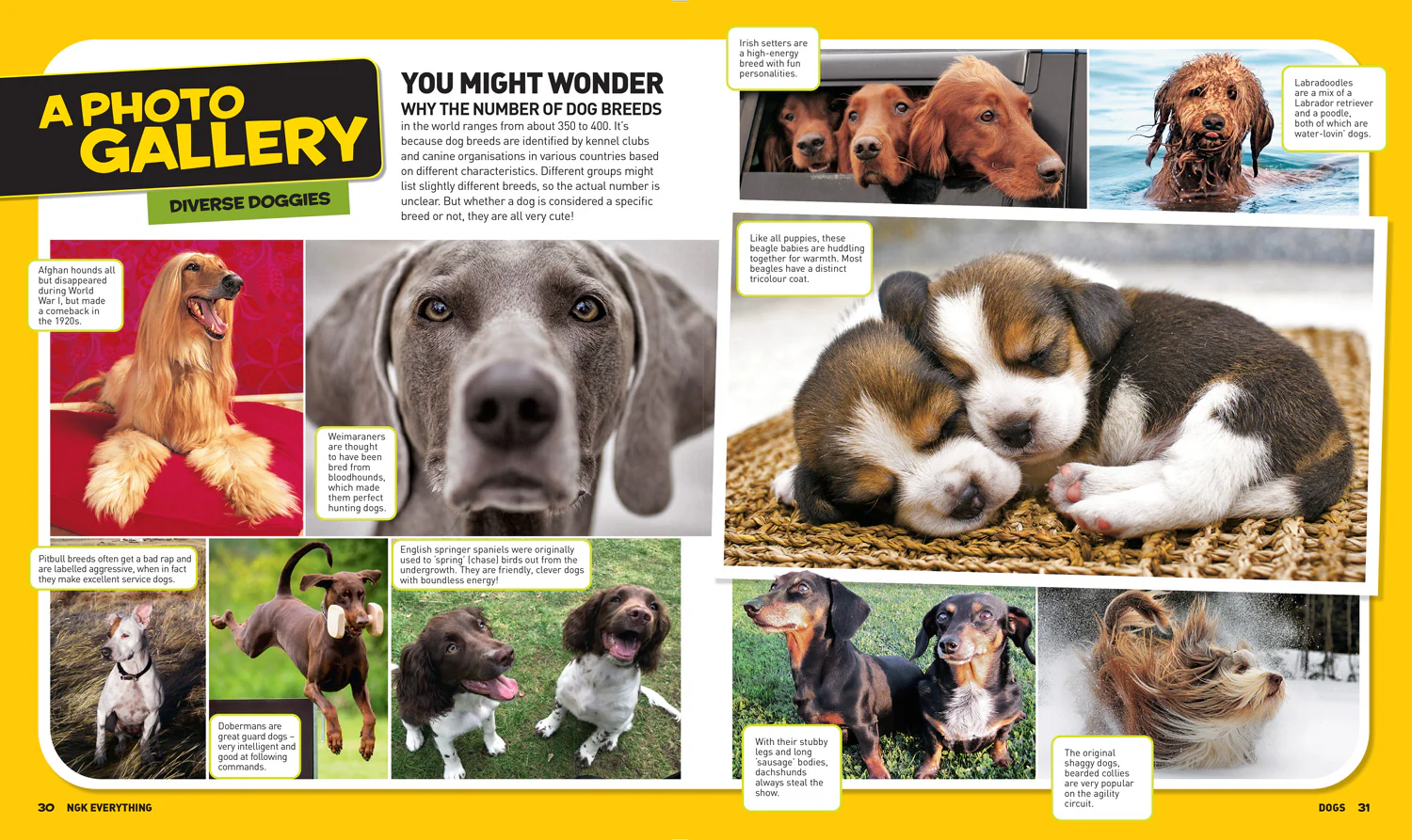 National Geographic Kids - Everything: Dogs: Canine facts, photos and fun to get your paws on! - Image 5