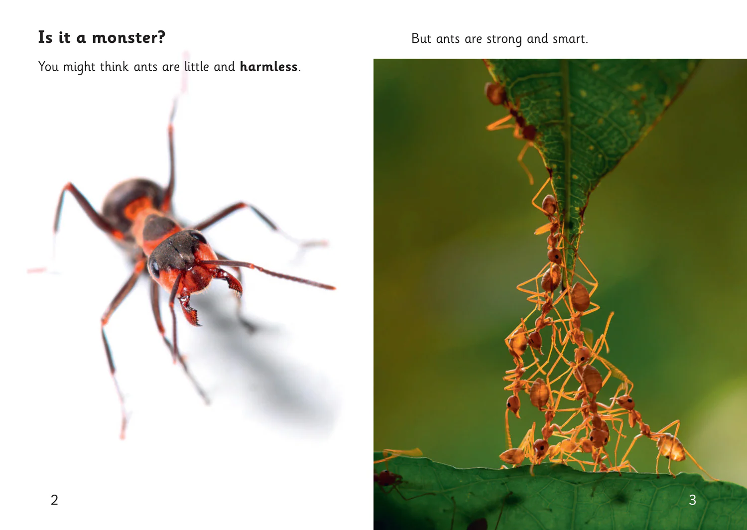 Big Cat Phonics for Little Wandle Letters and Sounds Revised – Age 7+ - Ants: Phase 4 Set 2 - Image 2