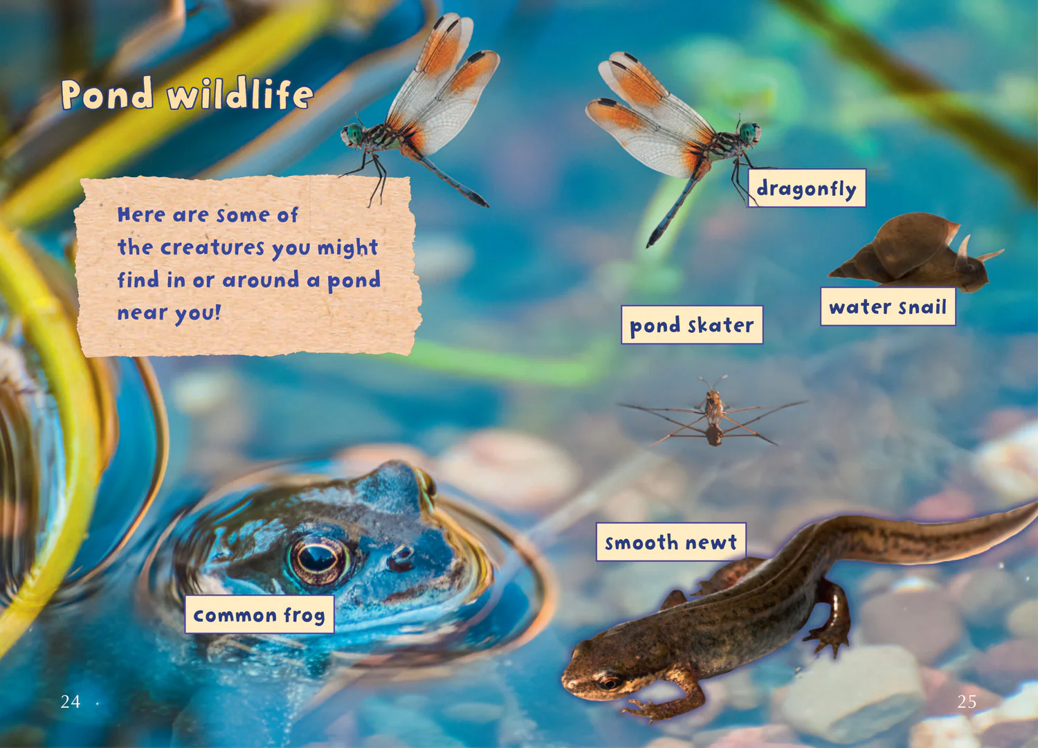 Big Cat for Little Wandle Fluency - Ash's Garden: Fluency 2 - Image 4