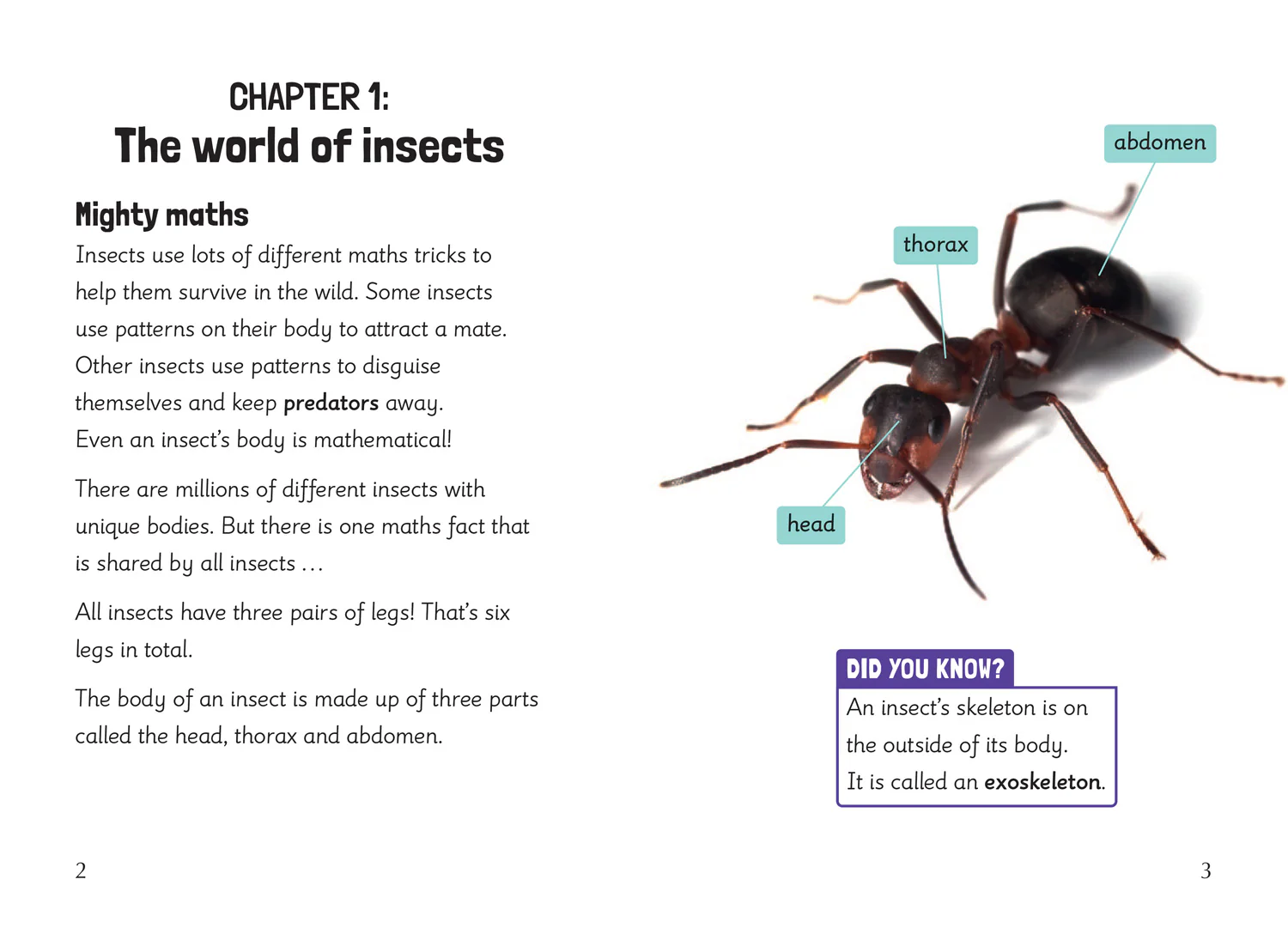 Big Cat for Little Wandle Fluency - Insect Maths: Fluency 5 - Image 2
