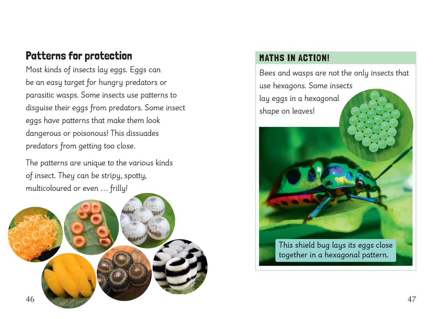 Big Cat for Little Wandle Fluency - Insect Maths: Fluency 5 - Image 3