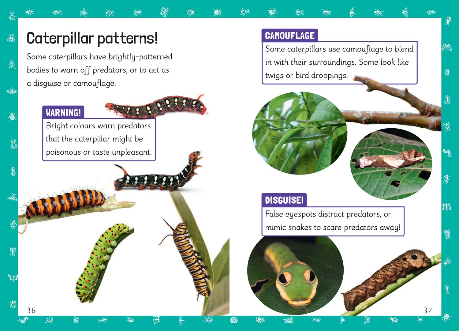 Big Cat for Little Wandle Fluency - Insect Maths: Fluency 5 - Image 4