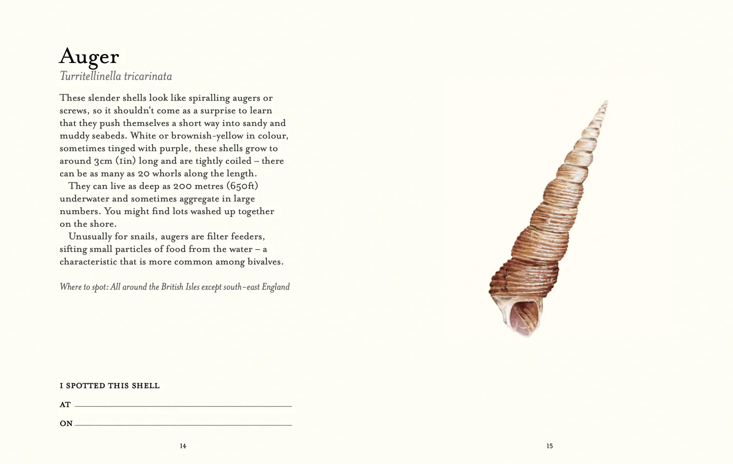 National Trust - The Shell Spotter’s Guide - Image 3