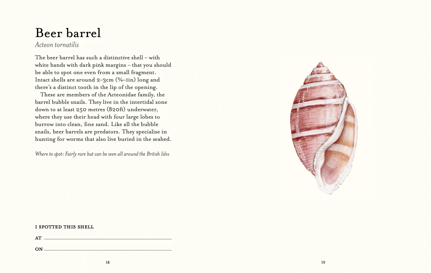 National Trust - The Shell Spotter’s Guide - Image 4