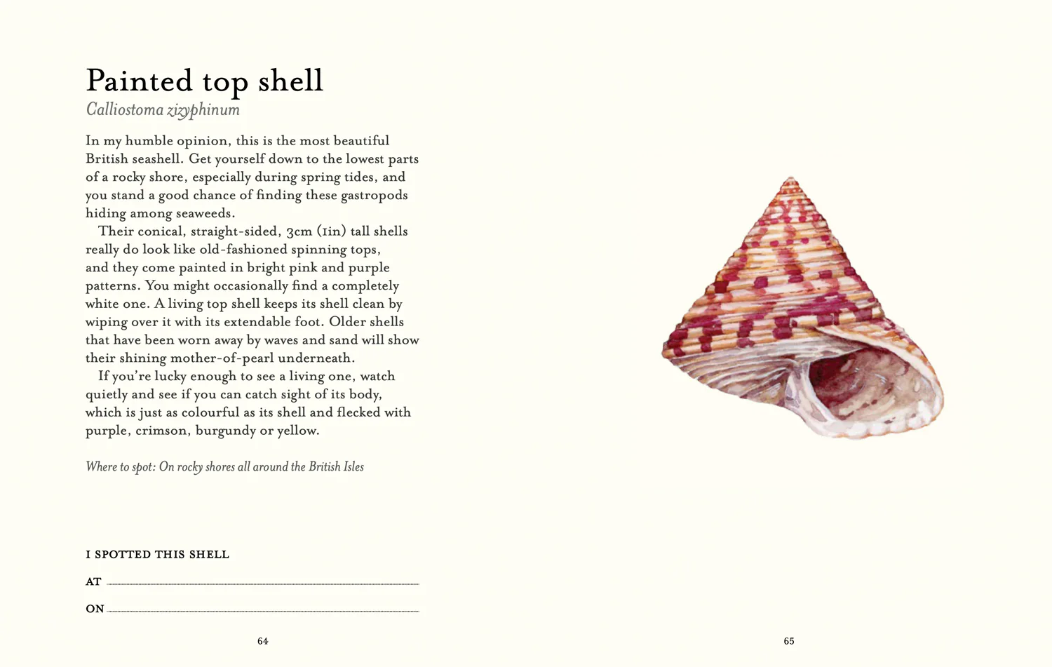 National Trust - The Shell Spotter’s Guide - Image 6