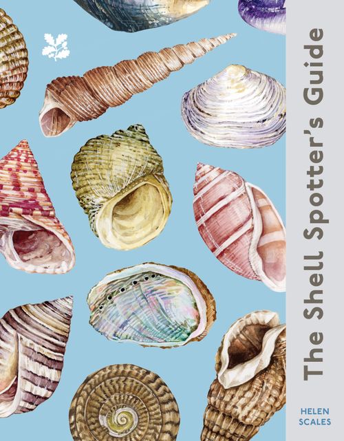 National Trust - The Shell Spotter’s Guide - Image 7