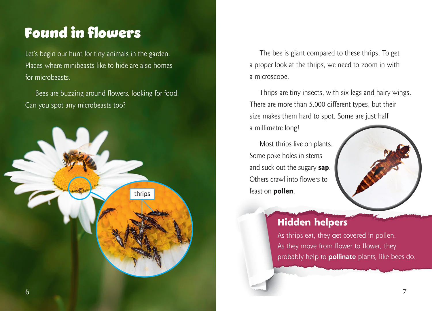 Big Cat for Little Wandle Fluency - Fairy Wasps and Water Bears: Fluency 9 - Image 2