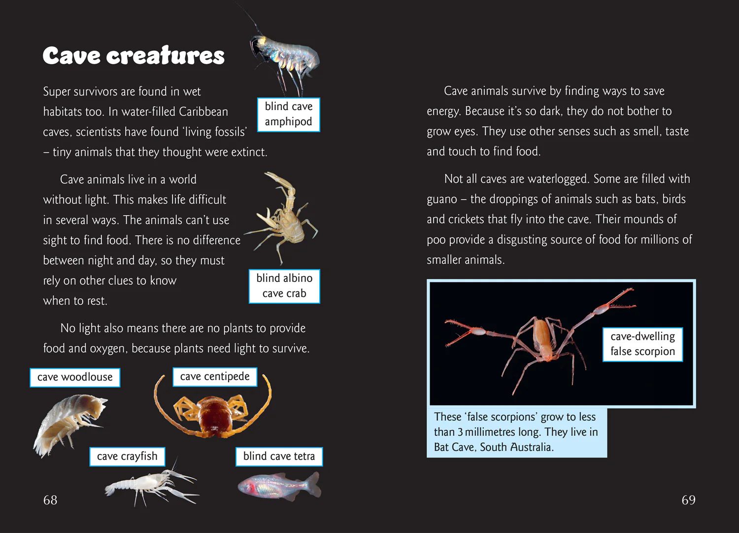 Big Cat for Little Wandle Fluency - Fairy Wasps and Water Bears: Fluency 9 - Image 4