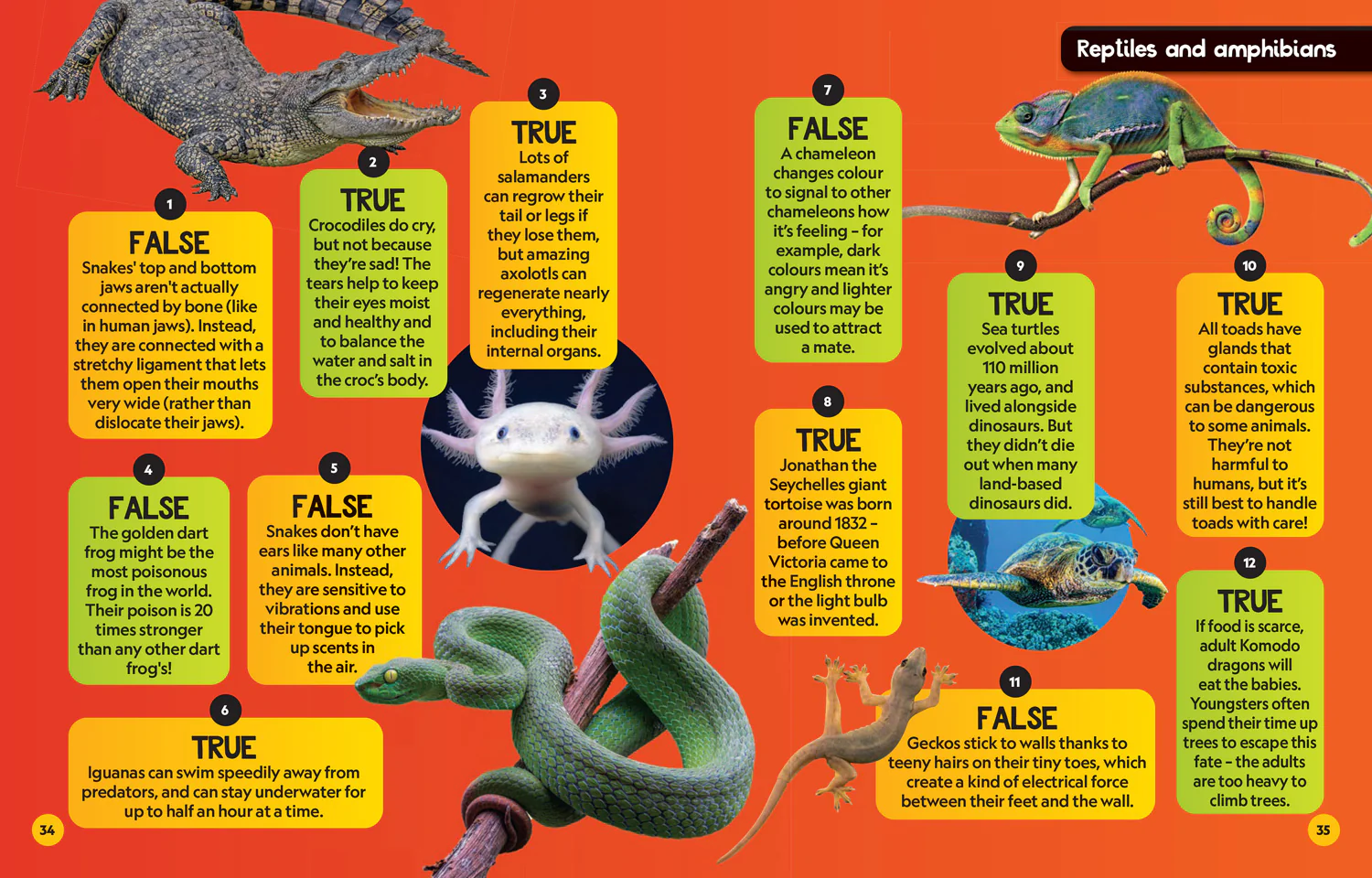 National Geographic Kids - True or False?: A fun-filled family game book - Image 5