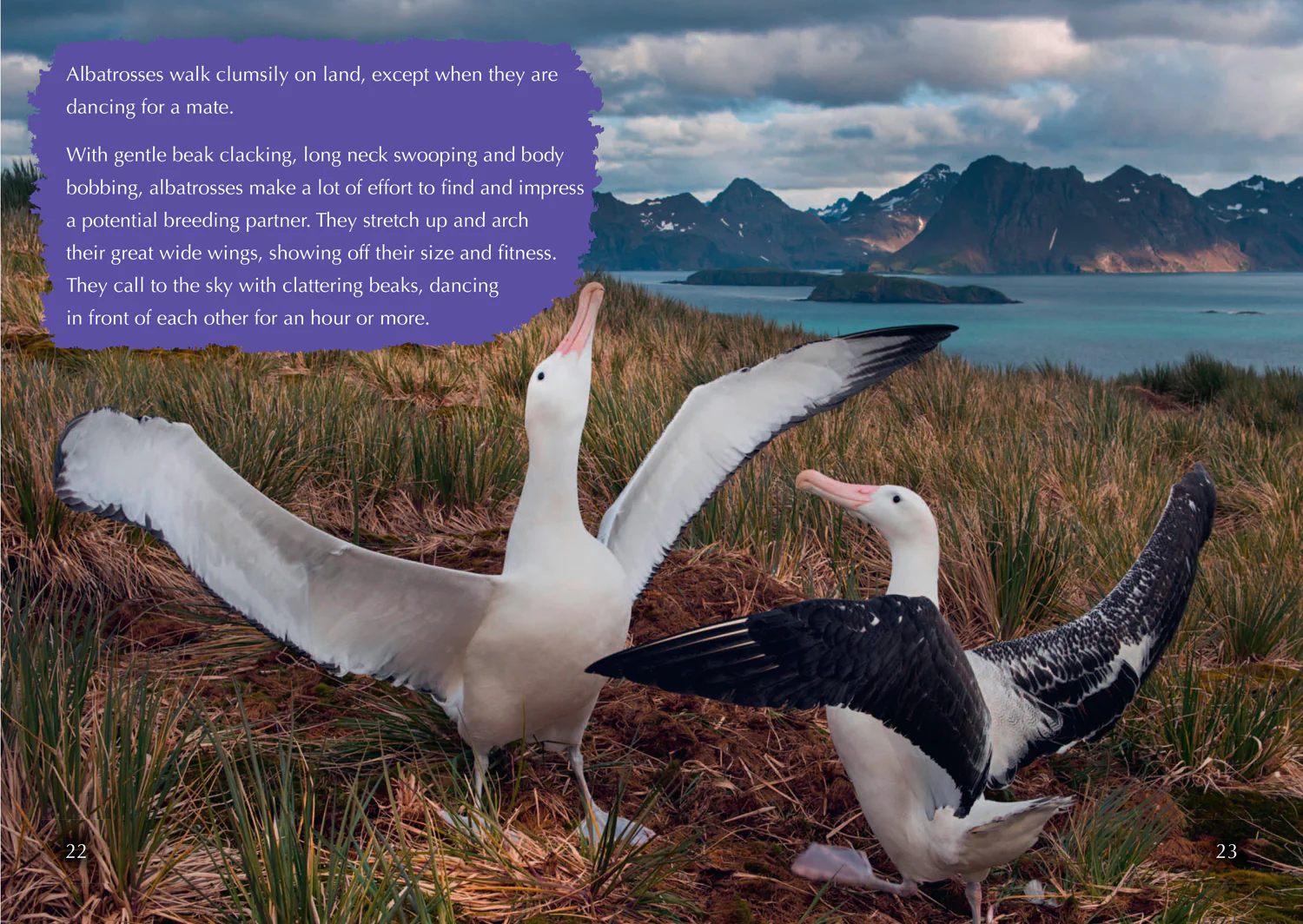 Collins Big Cat - The Story of the Albatross: Band 14/Ruby - Image 3