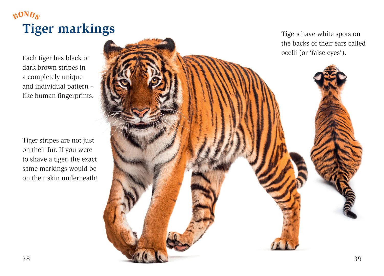 Big Cat for Little Wandle Fluency - The Boy and the Tiger: Fluency 11 - Image 3