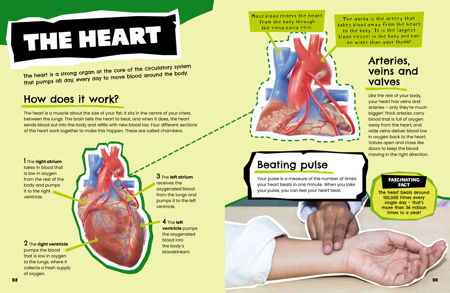 All About - The Human Body: Discover fascinating facts about our amazing anatomy - Image 3
