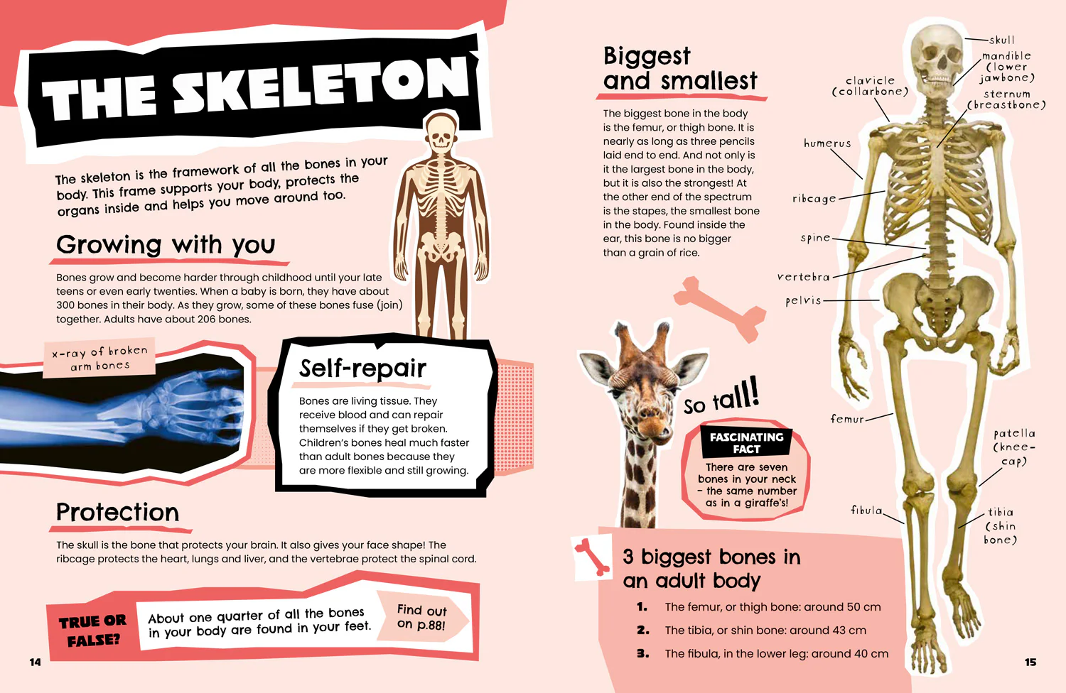 All About - The Human Body: Discover fascinating facts about our amazing anatomy - Image 4