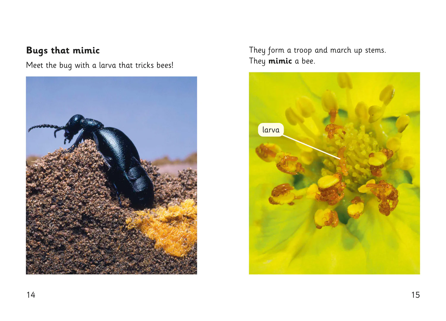 Fully Booked - Hidden Bugs - Image 3