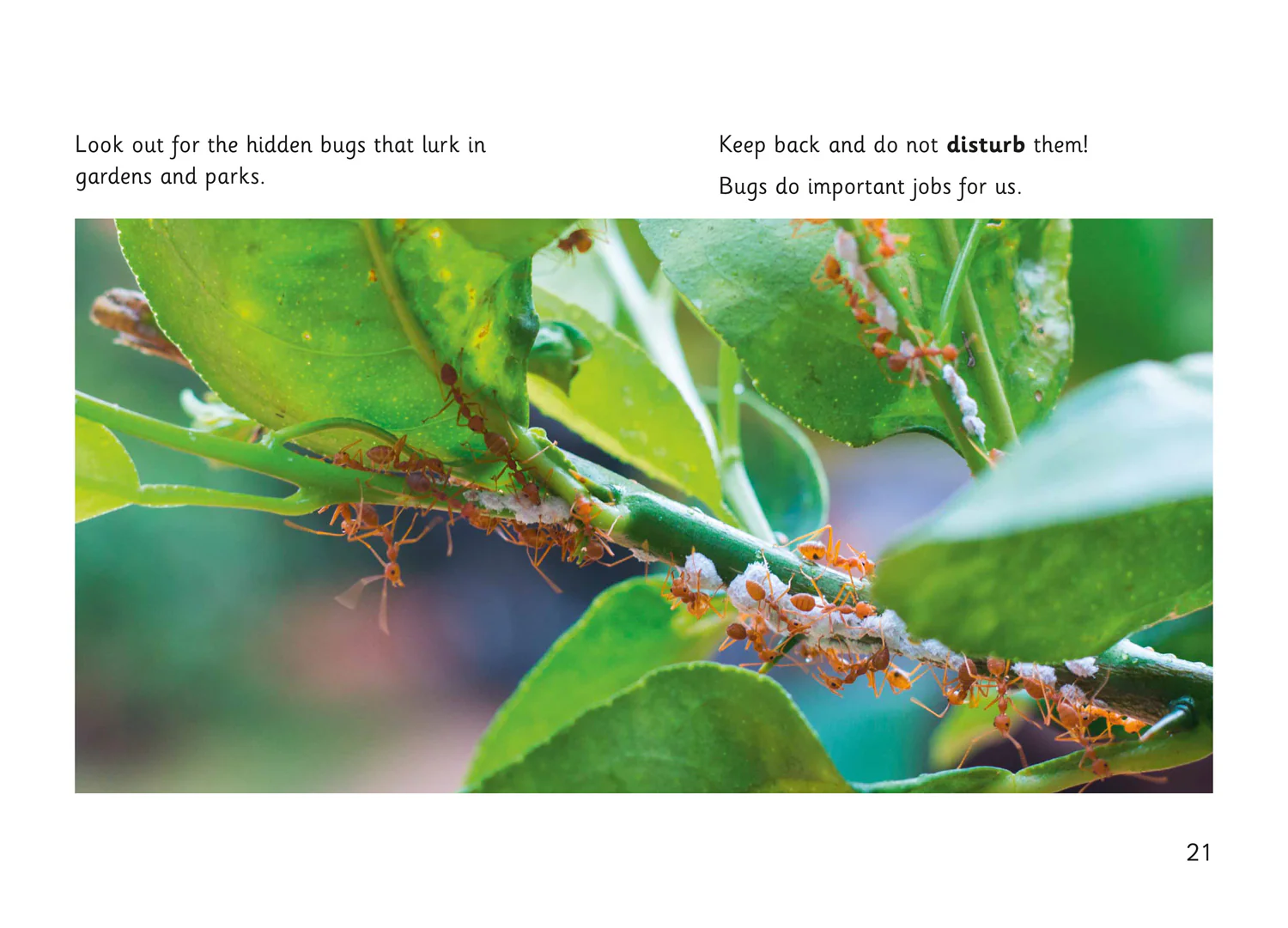 Fully Booked - Hidden Bugs - Image 4