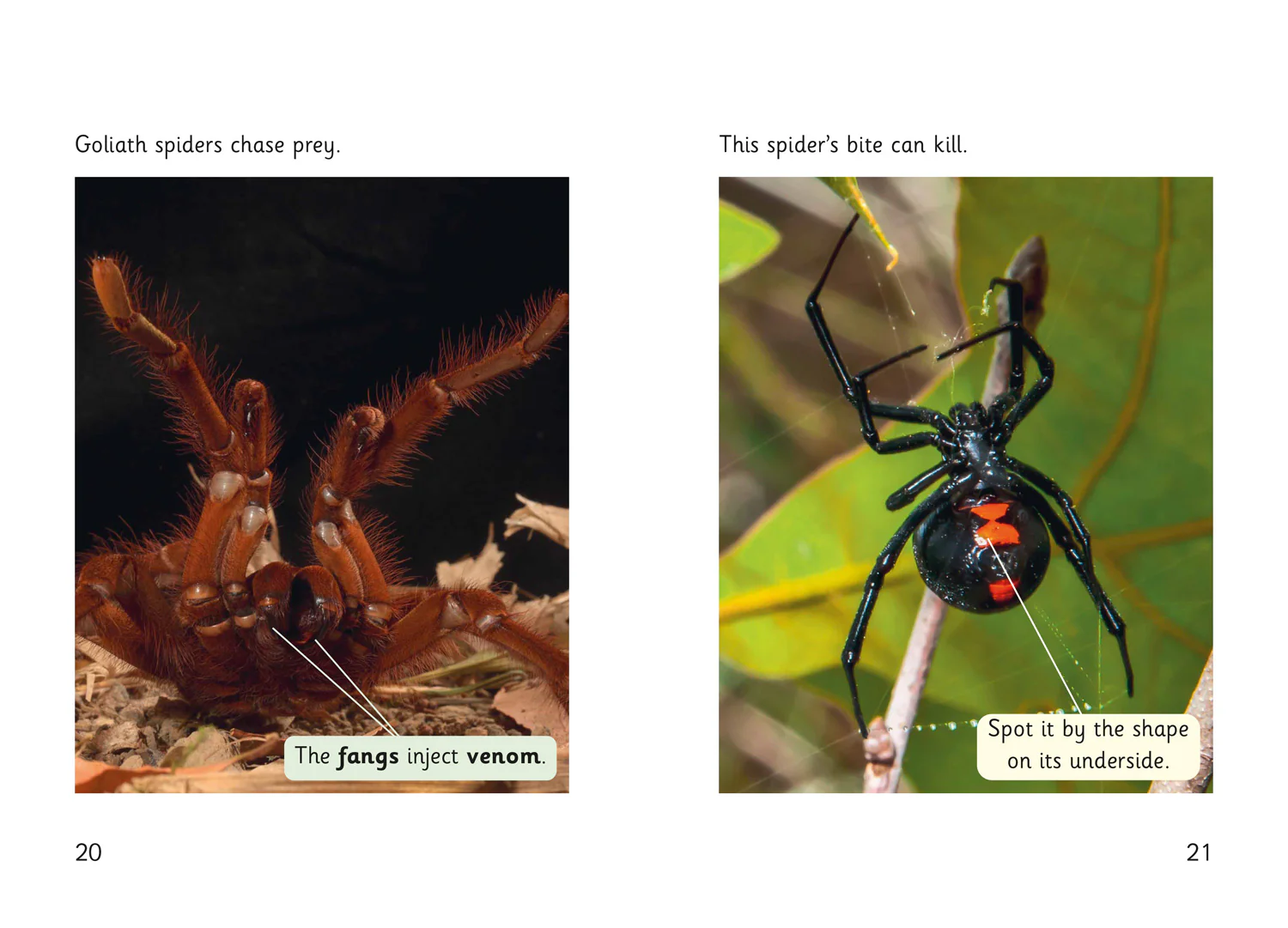 Fully Booked - Spider Strike! - Image 4