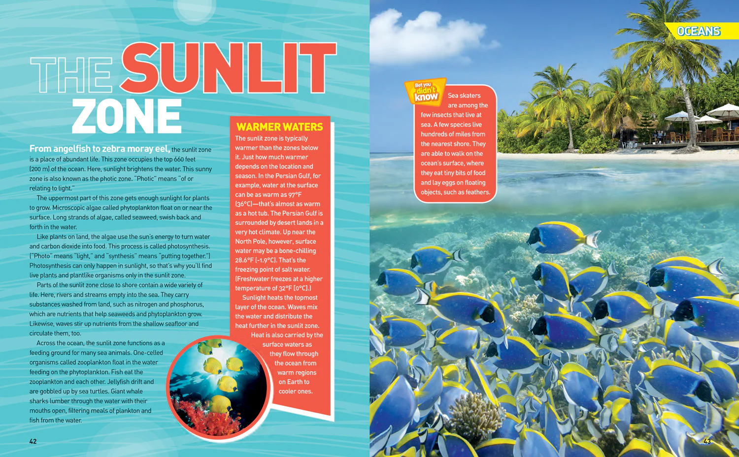 National Geographic Kids - Ultimate Oceanpedia: The Most Complete Ocean Reference Ever - Image 2